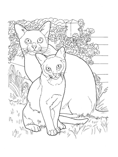 Коты породы Бурма