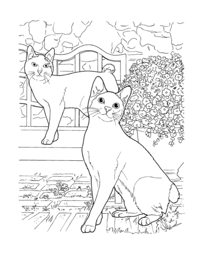 Коты породы японский бобтейл