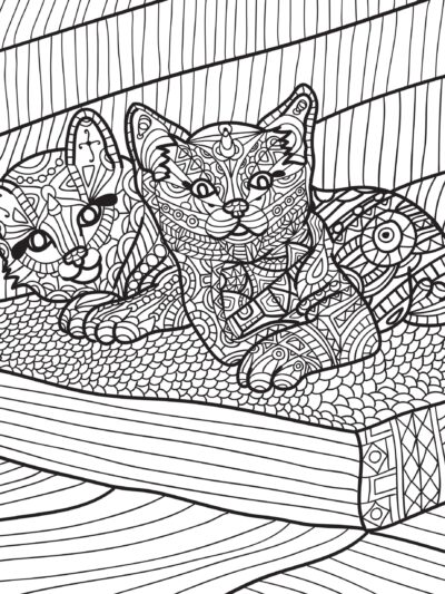 Котики на отдыхе