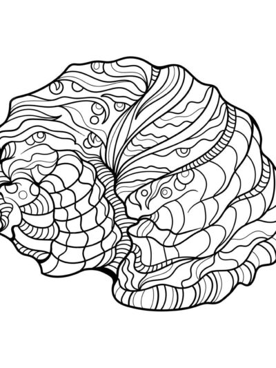 Большая морская ракушка
